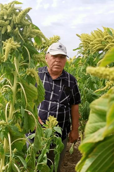 Семена амаранта сорт Каракула крупным планом