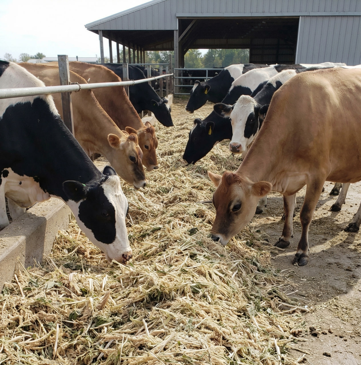 Амарантовый силос