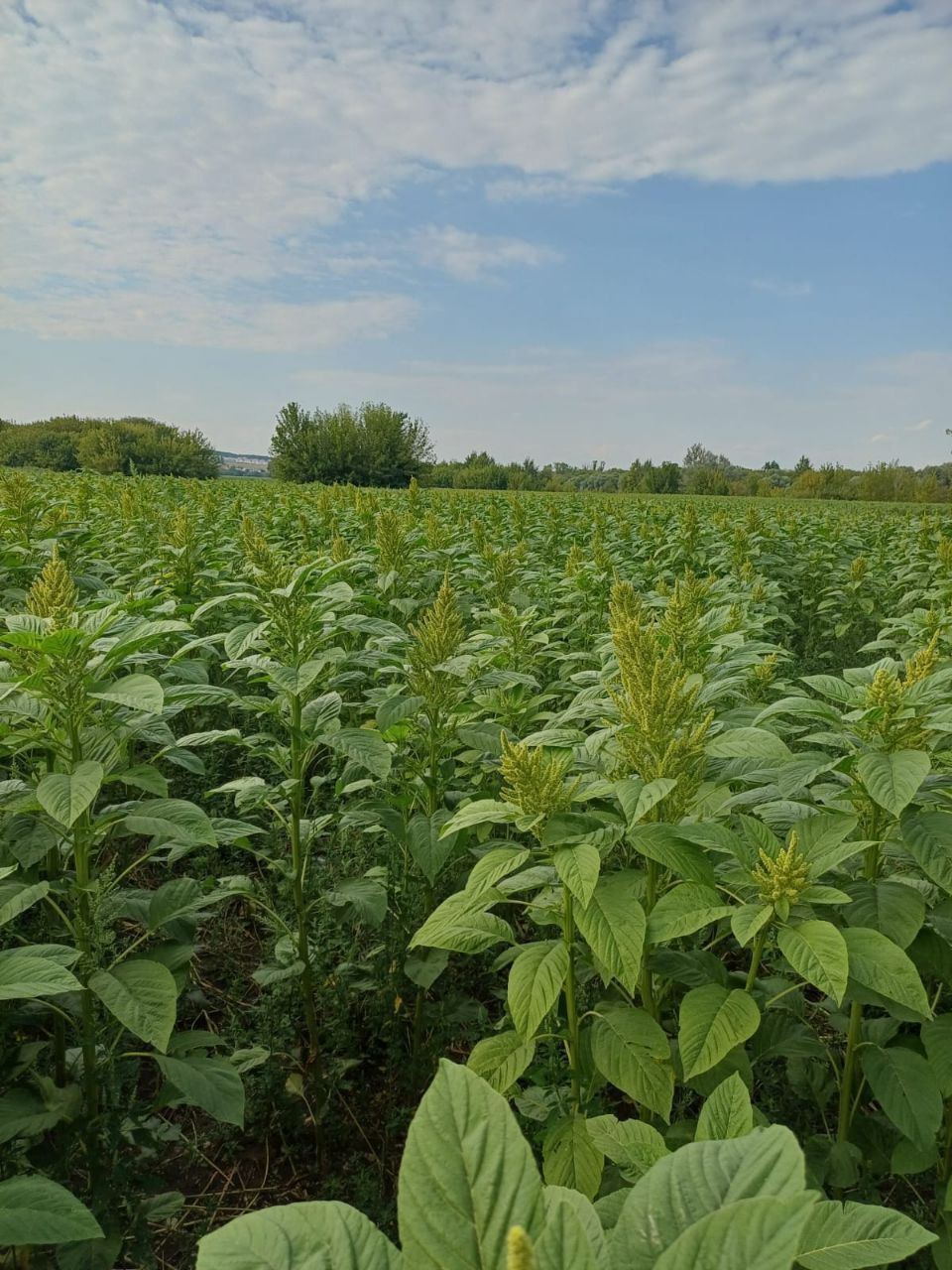 Амарантовое поле на закате